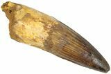 Fossil Spinosaurus Tooth - Real Dinosaur Tooth #311796-1